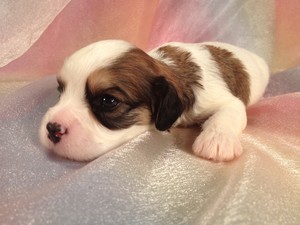 Male Cavachon|Sable and white|$575|Shipping $150|Iowa Breeder